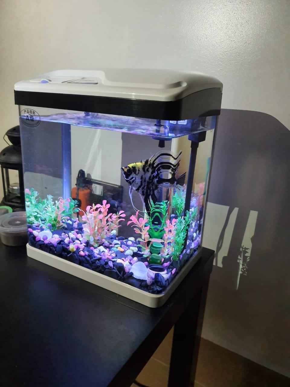 A BEGINNER’S GUIDE TO MAINTAINING WATER QUALITY IN YOUR AQUARIUM